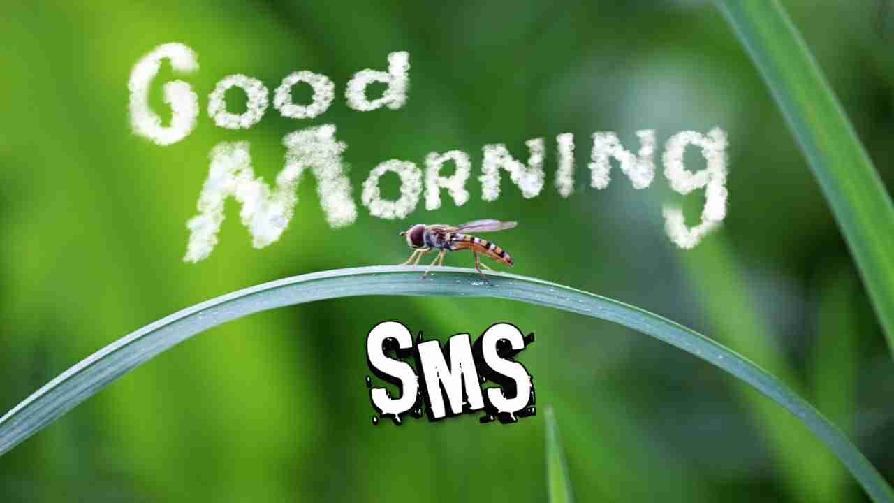 Read more about the article [1076+] Good Morning SMS in Hindi – गुड मॉर्निंग SMS इन हिंदी (2025)