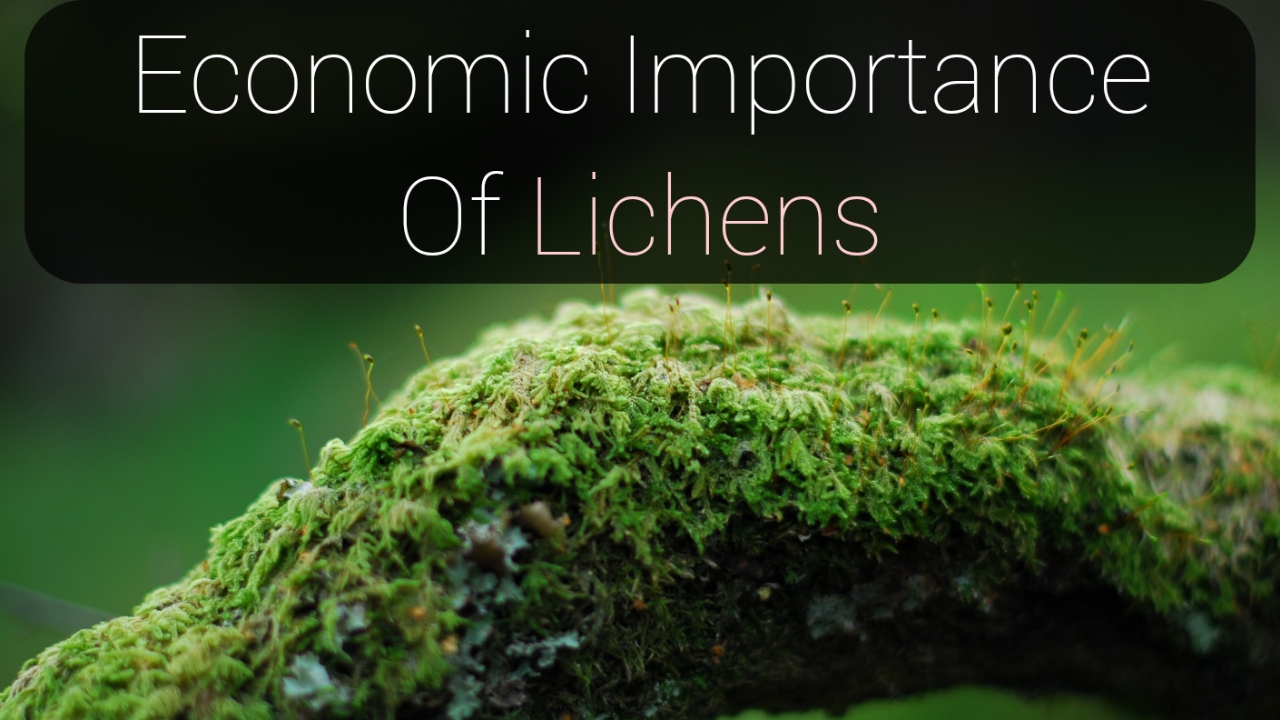 Read more about the article Economic Importance Of Lichens