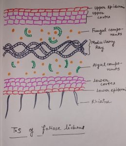 TRANSVERSE SECTION OF FOLIOSE LICHEN