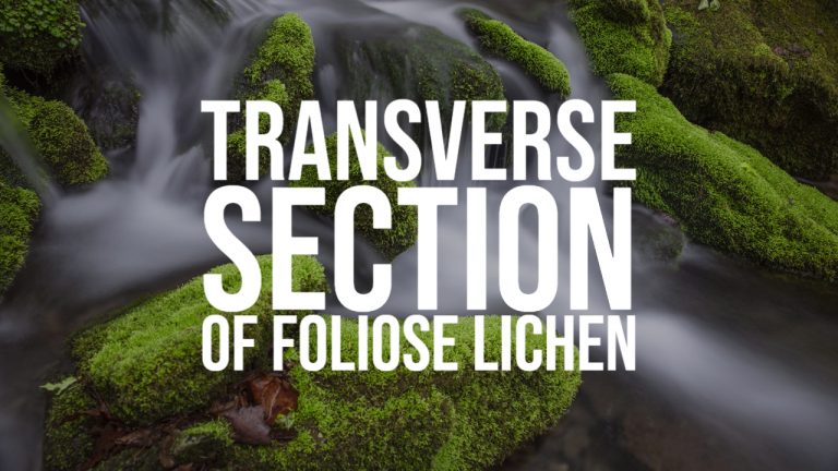 TRANSVERSE SECTION OF FOLIOSE LICHEN