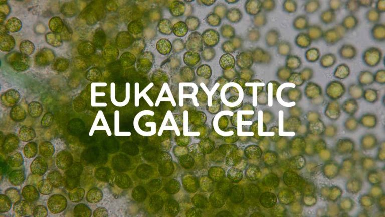 EUKARYOTIC ALGAL CELL