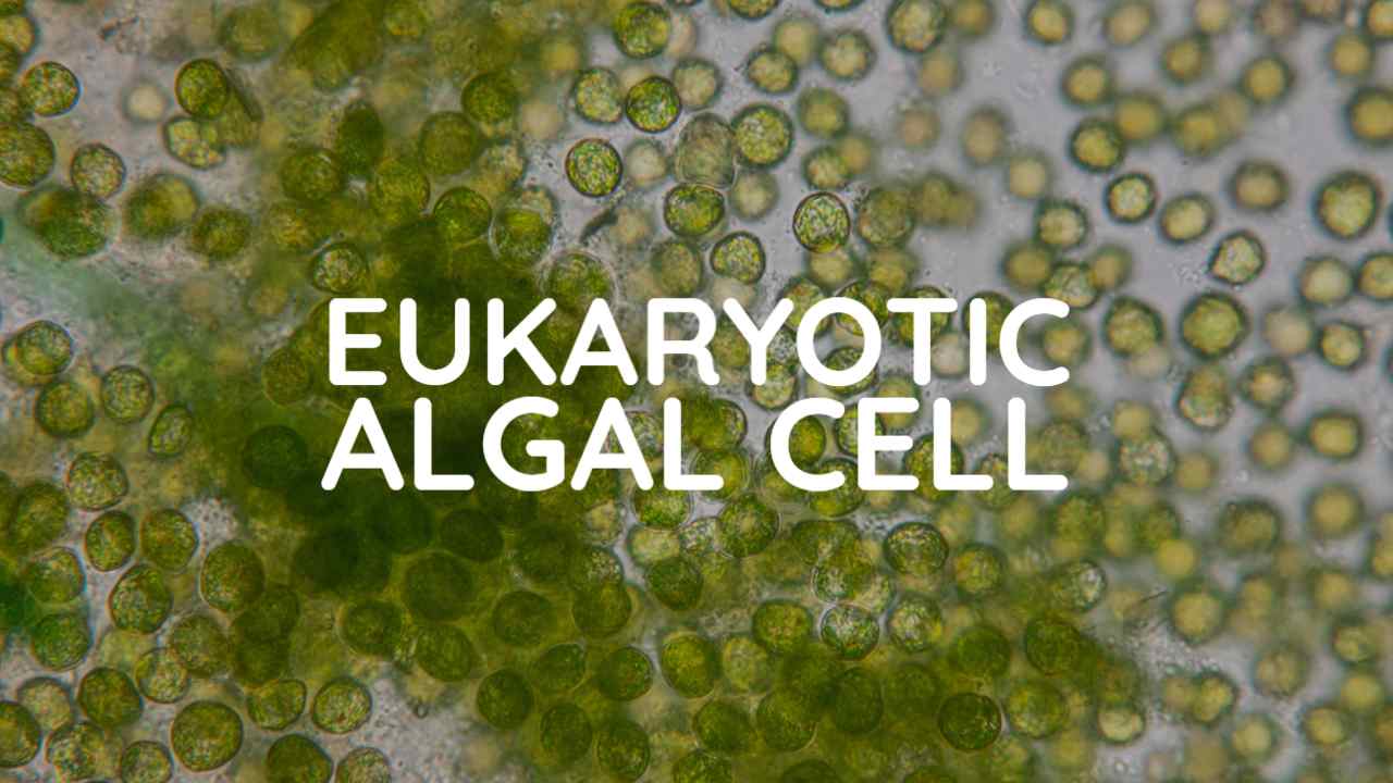 Read more about the article EUKARYOTIC ALGAL CELL