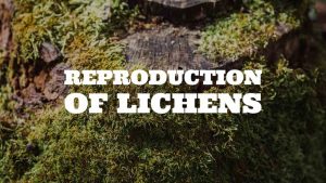 Read more about the article REPRODUCTION OF LICHENS
