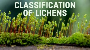 Read more about the article CLASSIFICATION OF LICHENS
