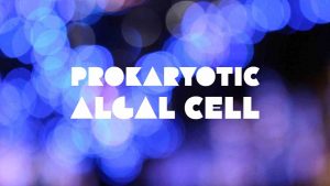 Read more about the article PROKARYOTIC ALGAL CELL