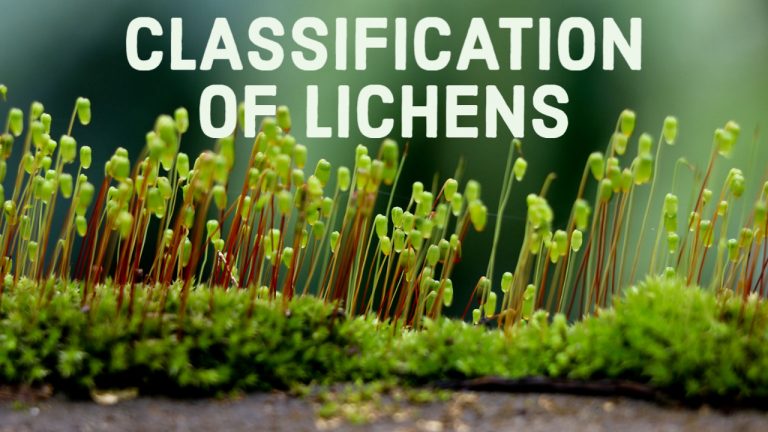 CLASSIFICATION OF LICHENS
